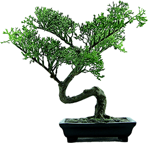 Bonsai